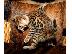 PoulaTo: Bengal kitten looking for new home